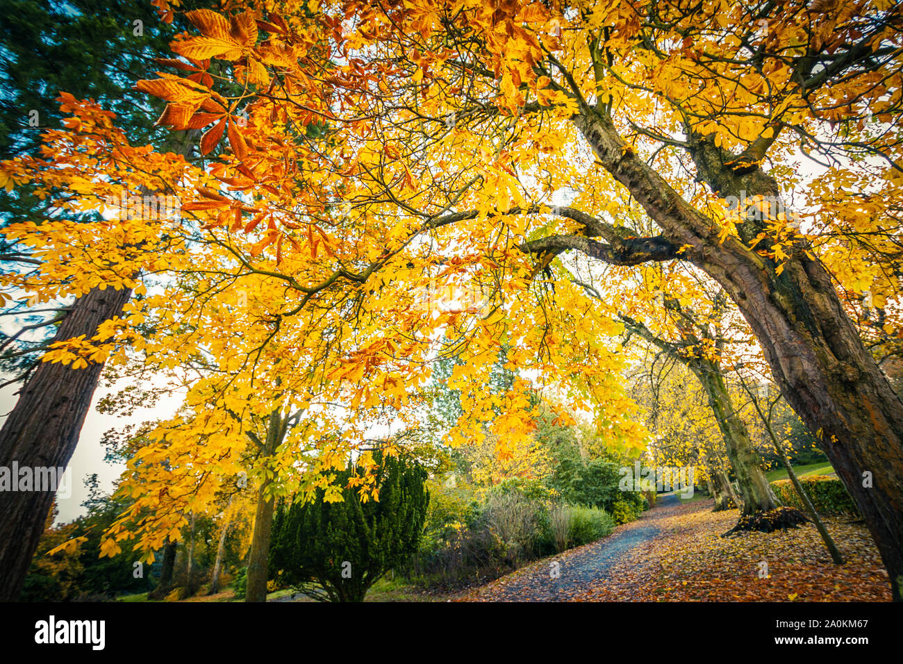 Golden chestnut trees and the road. Autumn in Scotland. Gold Trees in a park Stock Photo