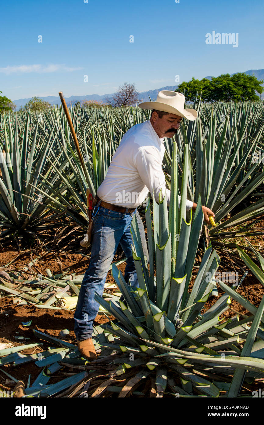 Jimadore Harvesting agave for tequila, Tequila, UNESCO World Heritage Site, Jalisco, Mexico