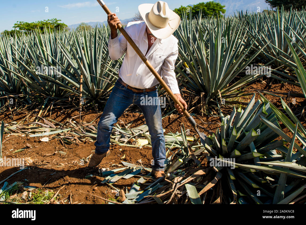 Tequila Farm Mexico High Resolution Stock Photography and Images Alamy