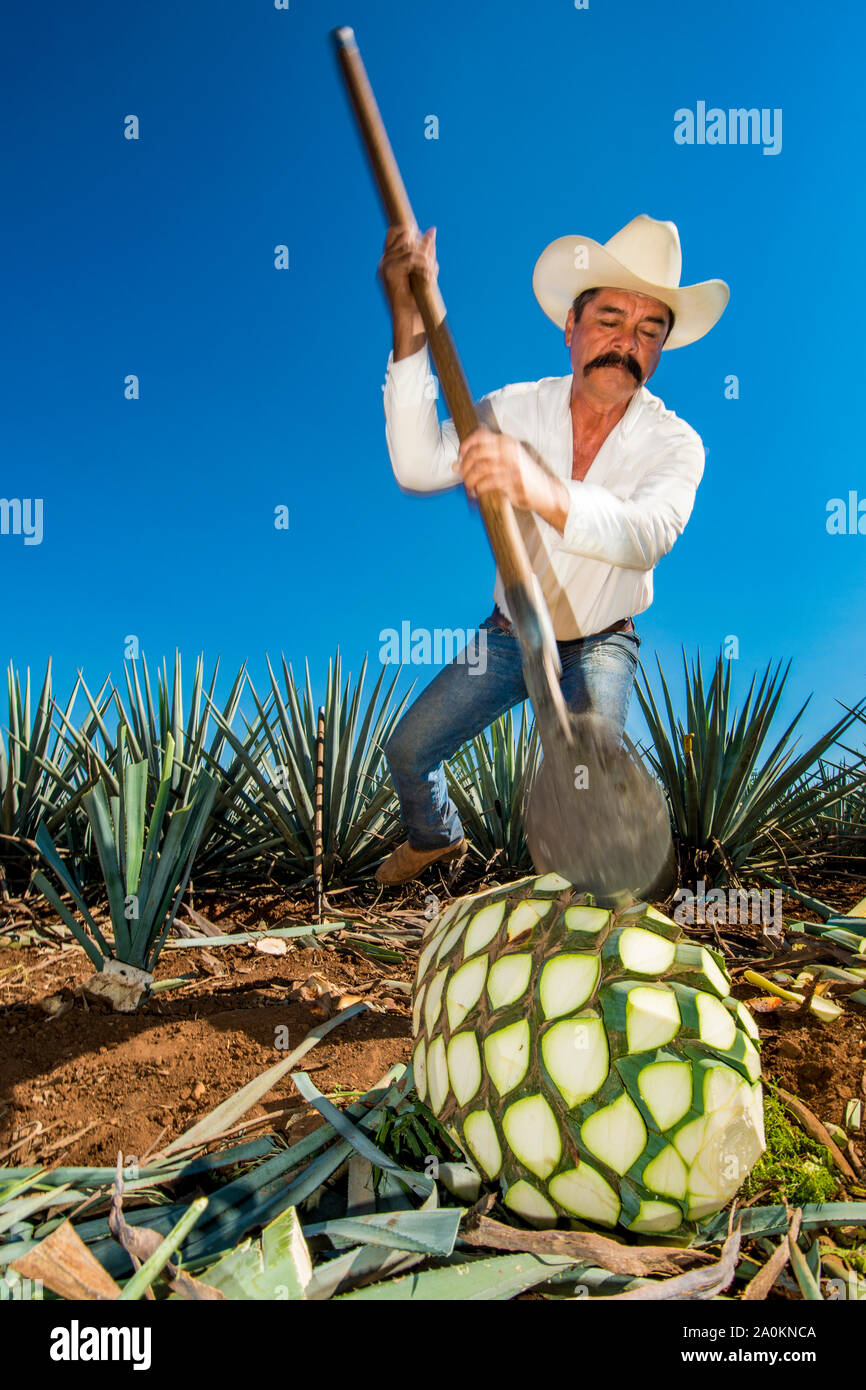 Jimadore Harvesting agave for tequila, Tequila, UNESCO World Heritage
