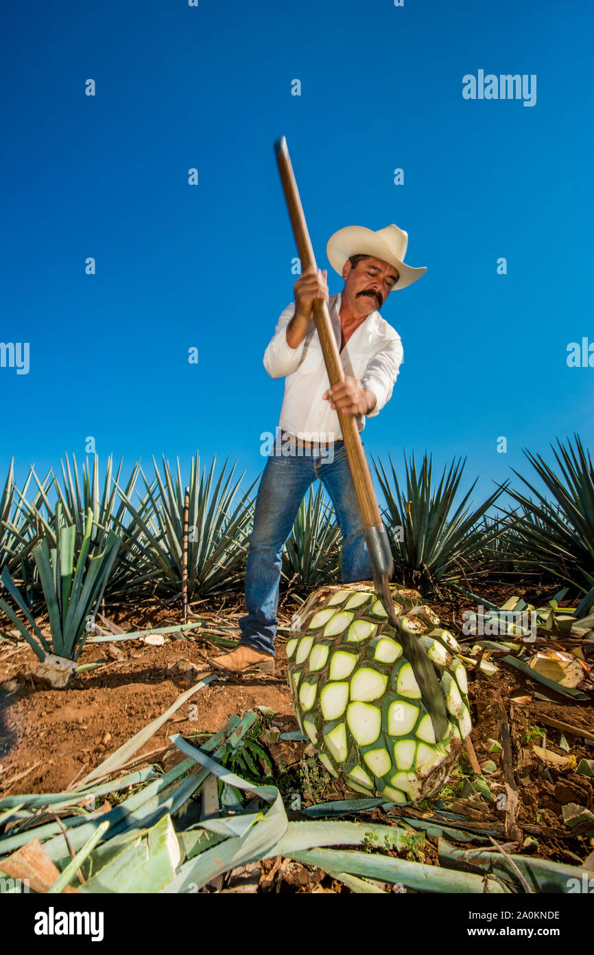 Jimadore Harvesting agave for tequila, Tequila, UNESCO World Heritage Site, Jalisco, Mexico