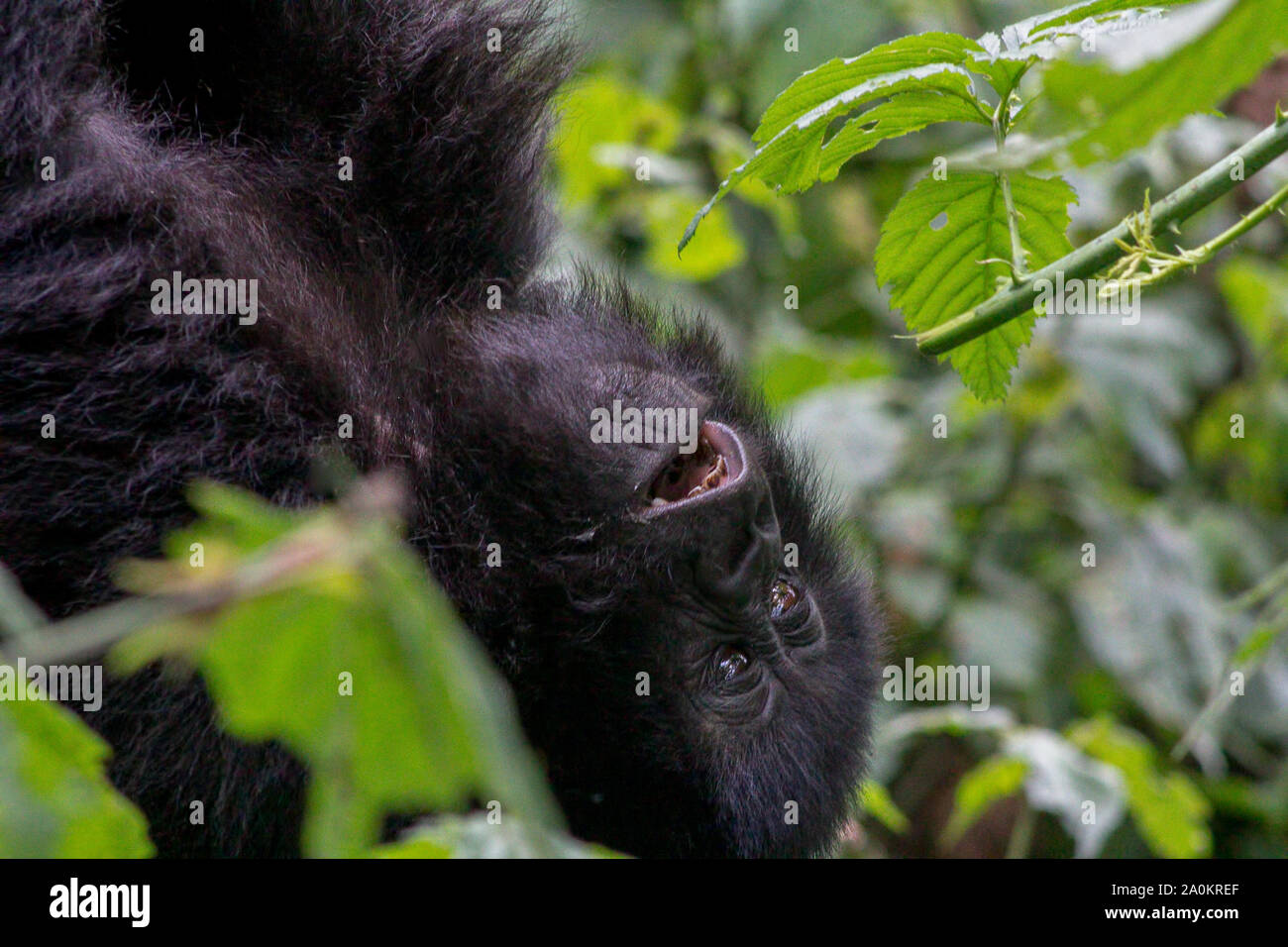 Baby Gorilla in the wild, Volcanoes National Park, Rwanda Stock Photo