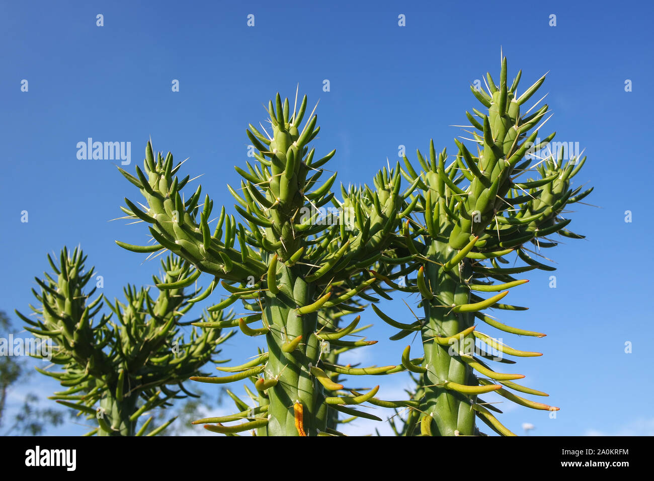 succulents & cacti Stock Photo