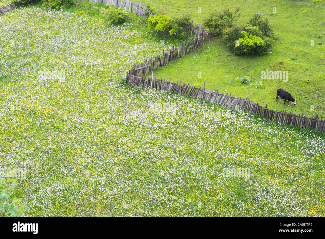 Field of wildflowers, mostly chamomiles, an old wooden palisade, and a grazing cow. Location: Mestia, Svaneti, Georgia. Stock Photo