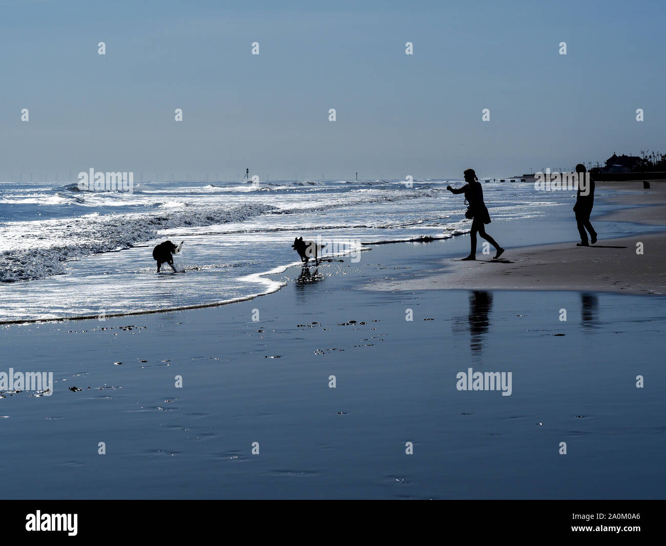 Silhouette of a back lit couple with two dogs enjoying the beautiful sandy beach and sea at Mablethorpe, Lincolnshire, England Stock Photo
