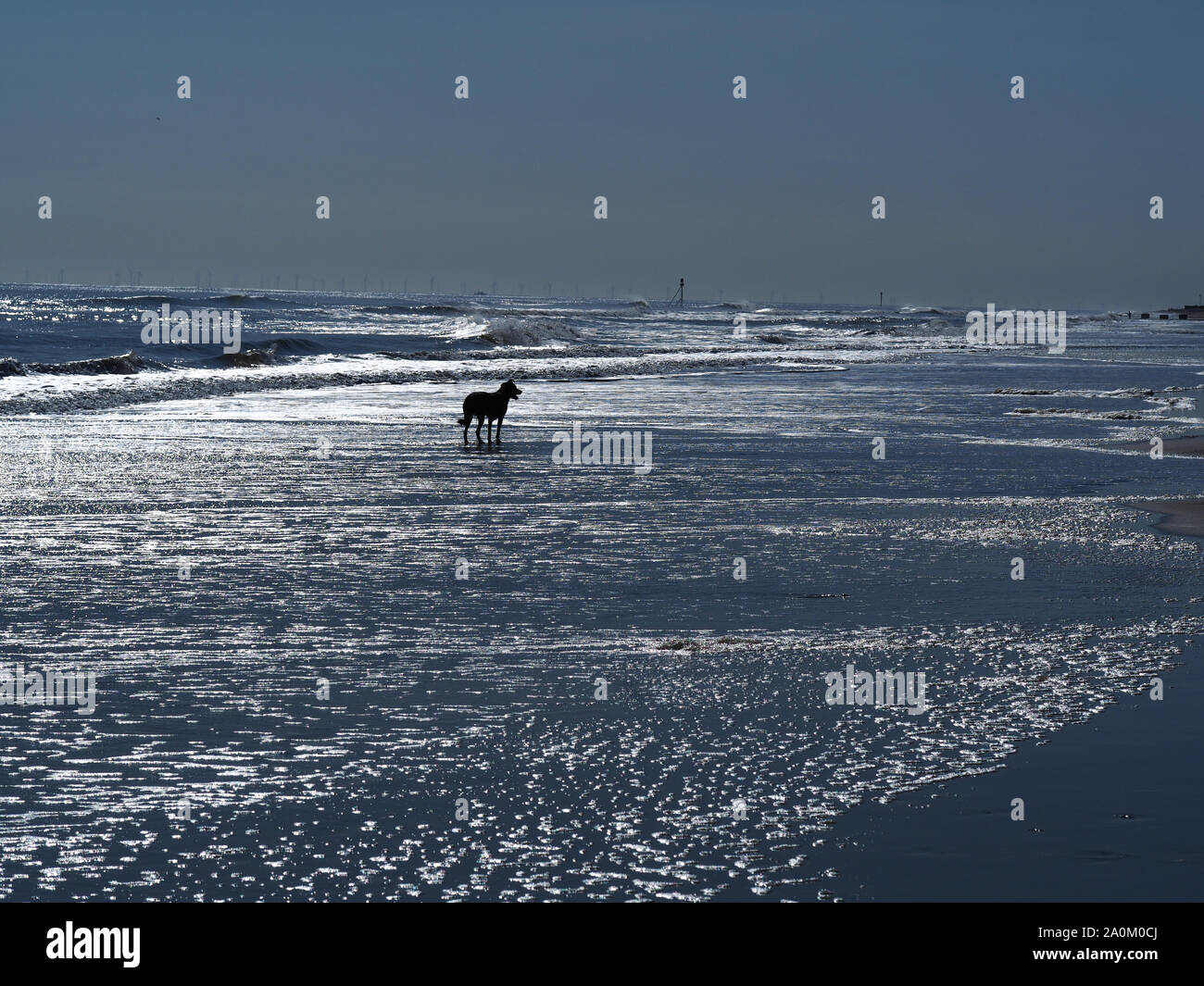 Silhouette of a back lit dog enjoying the sea at Mablethorpe on the Lincolnshire coast, England Stock Photo
