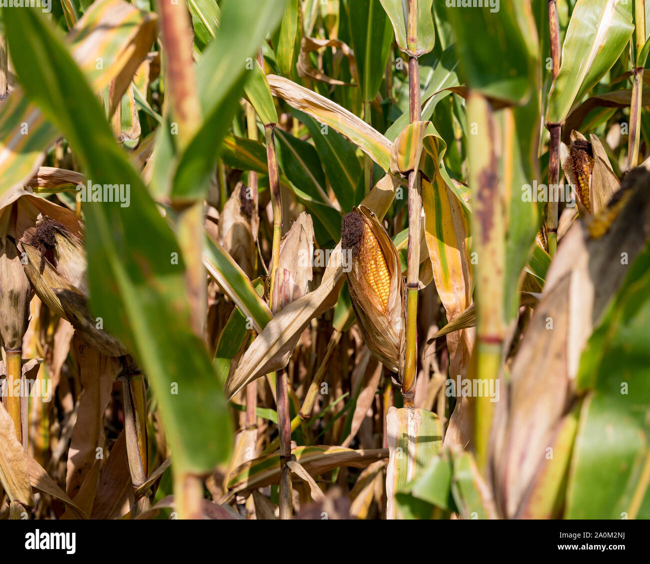 Corn start hires stock photography and images Alamy