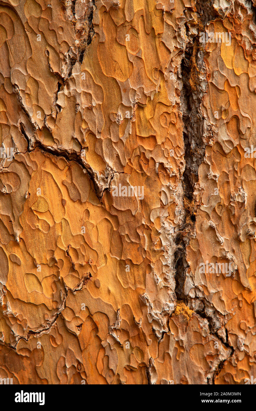 Big Pine snag bark, Siskiyou National Forest, Oregon Stock Photo