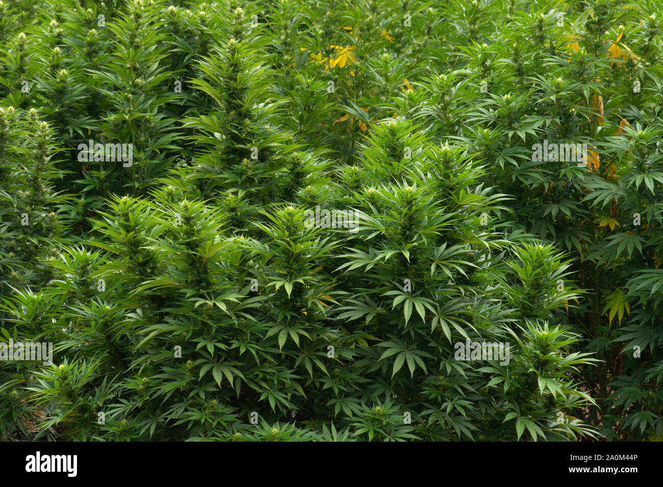 Hemp field, Josephine County, Oregon Stock Photo Alamy