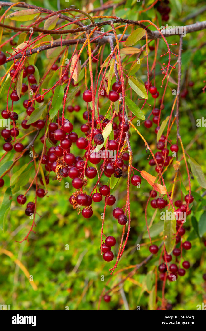 Chokecherry (Prunus virginiana) fruit, Shoalwater Bay Unit, Klamath