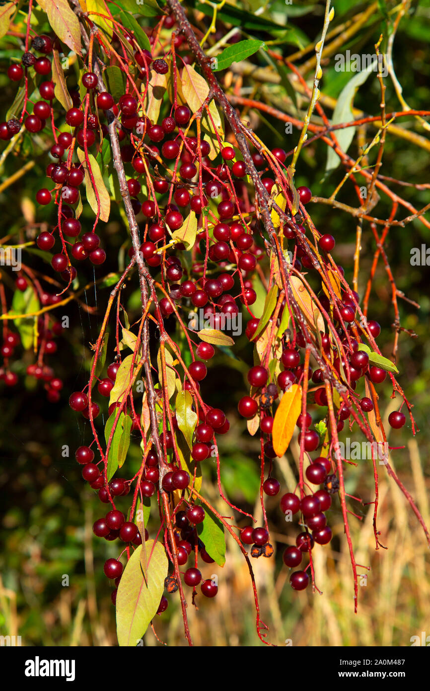 Chokecherry hires stock photography and images Alamy