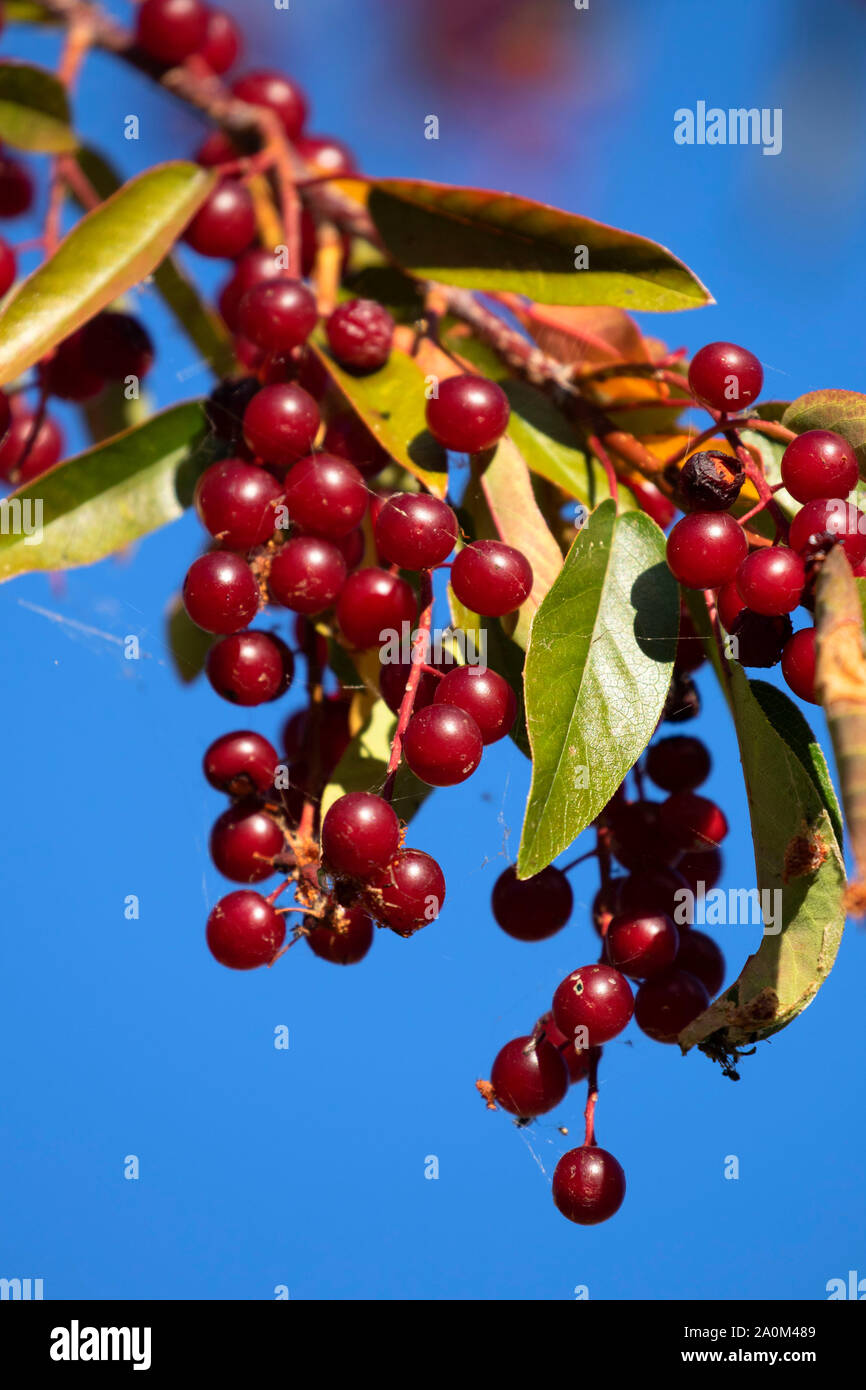 Chokecherry (Prunus virginiana) fruit, Shoalwater Bay Unit, Klamath