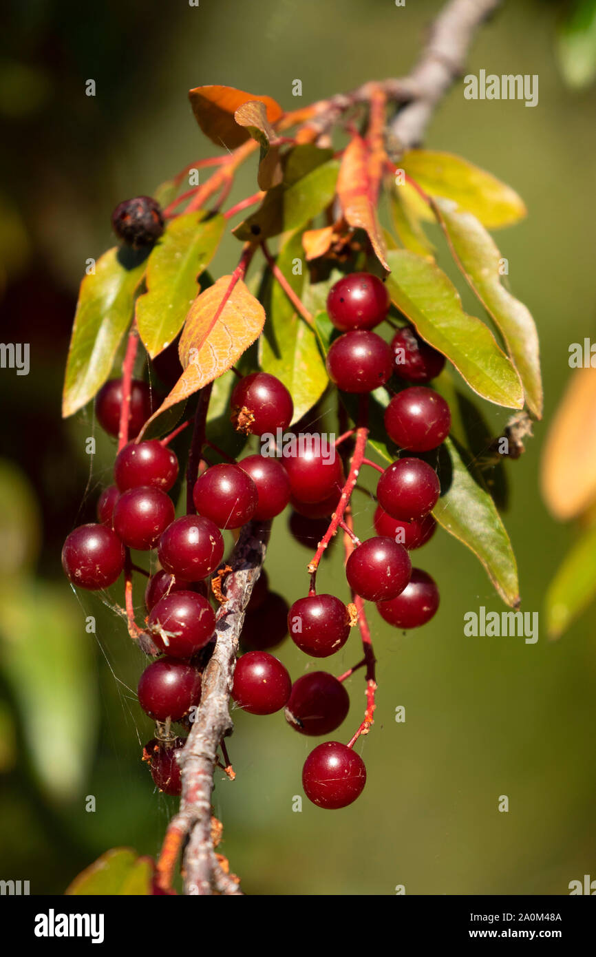 Chokecherry (Prunus virginiana) fruit, Shoalwater Bay Unit, Klamath