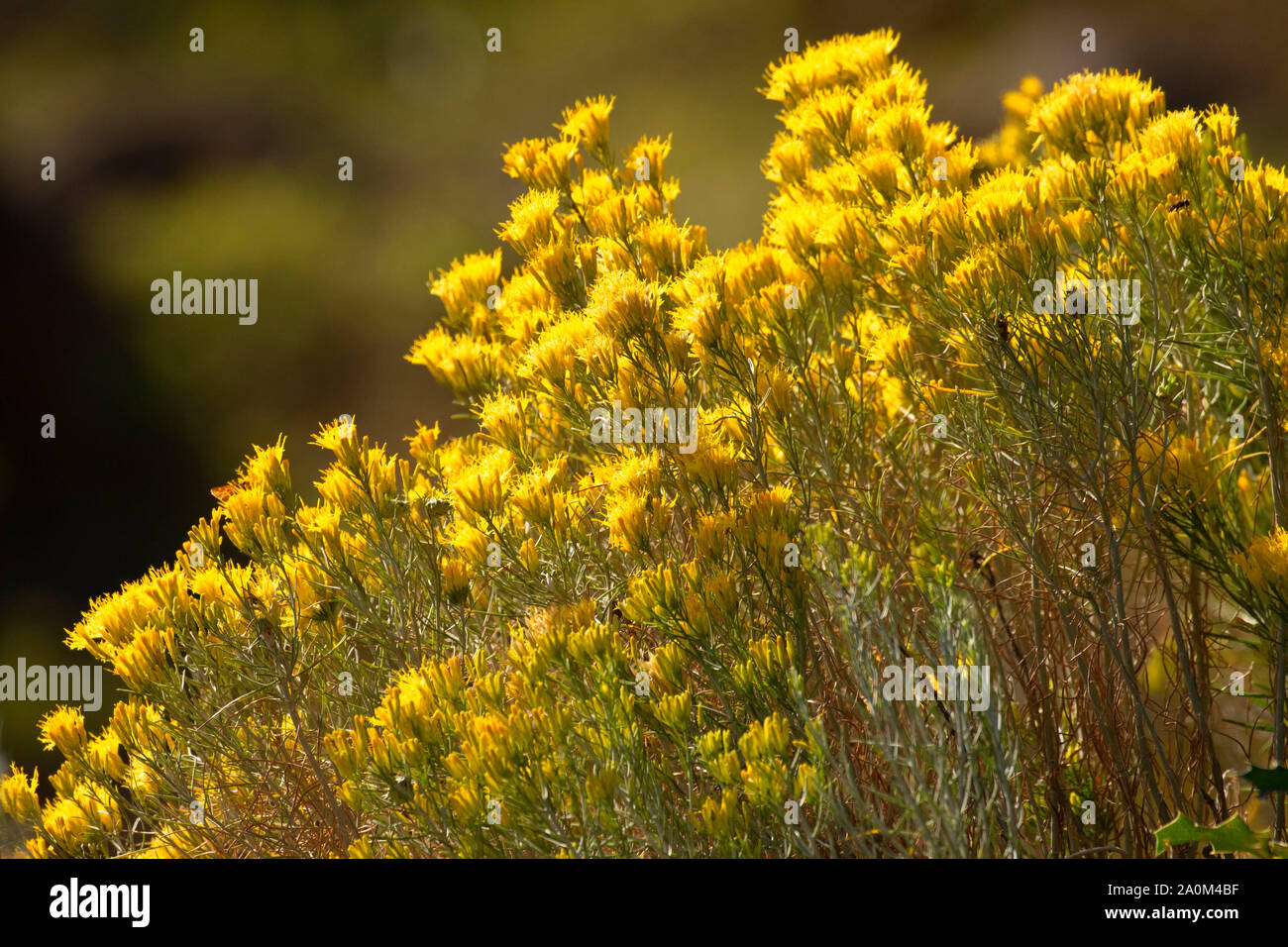 Rabbitbrush, Shoalwater Bay Unit, Klamath Wildlife Area, Oregon Stock Photo