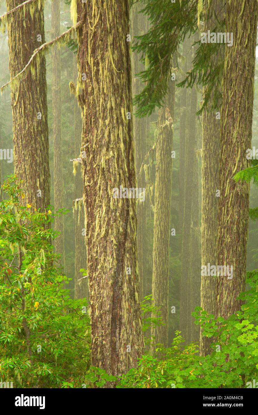 Calapooya forest, Roseburg District Bureau of Land Management, Oregon Stock Photo Alamy