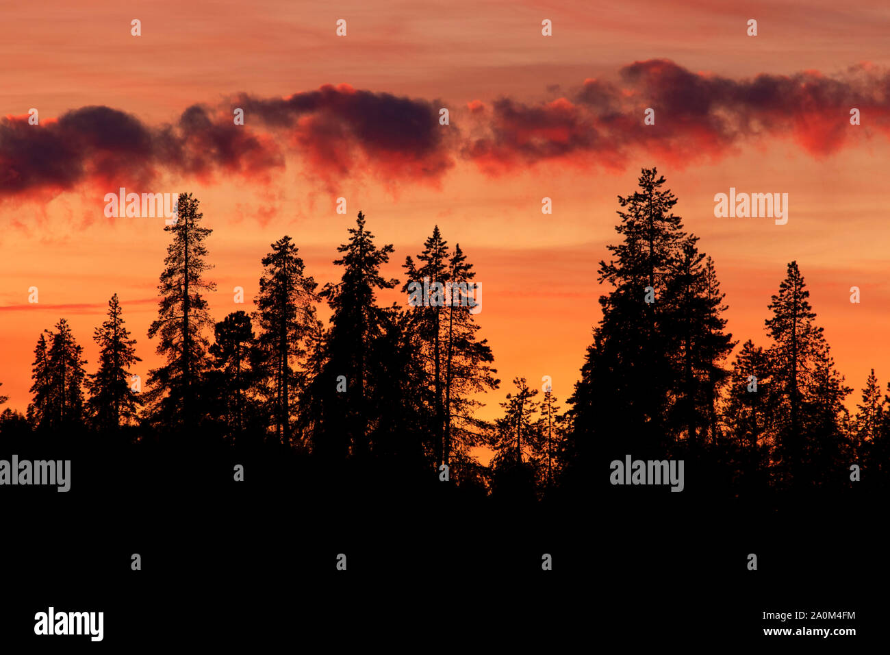 Forest sunset by Fourmile Lake, Winema National Forest, Oregon Stock
