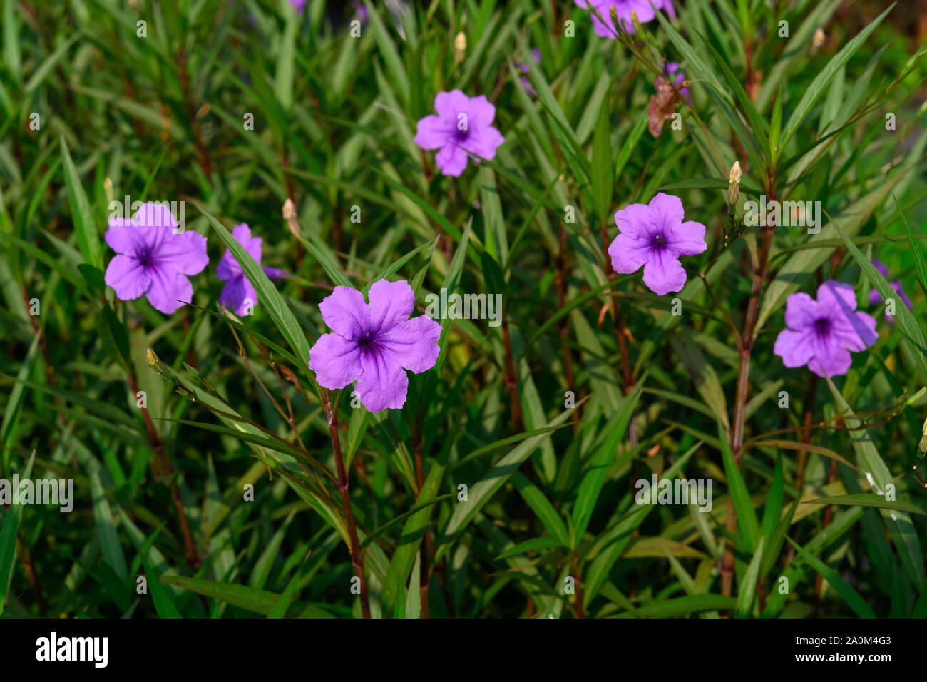 Wild Petunia or Ruellia brittoniana flowers in outdoor Stock Photo