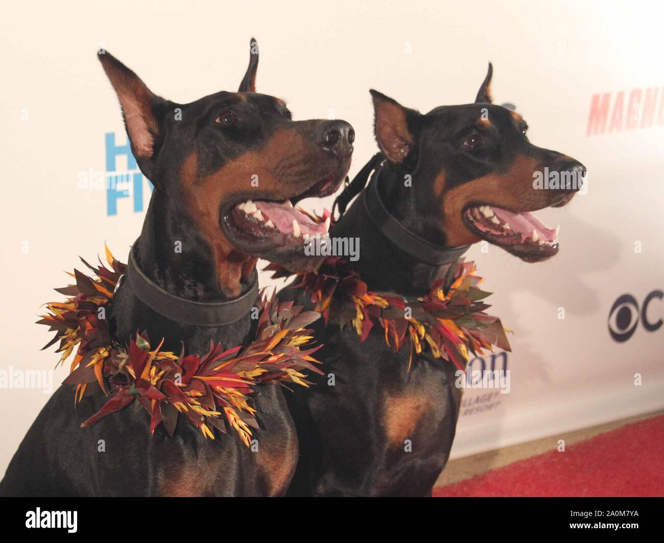 September 19, 2019 - Zeus and Apollo during the Hawaii Five-O and Magnum  P.I. Sunset On The Beach event on Waikiki Beach in Honolulu, Hawaii -  Michael Sullivan/CSM Stock Photo - Alamy