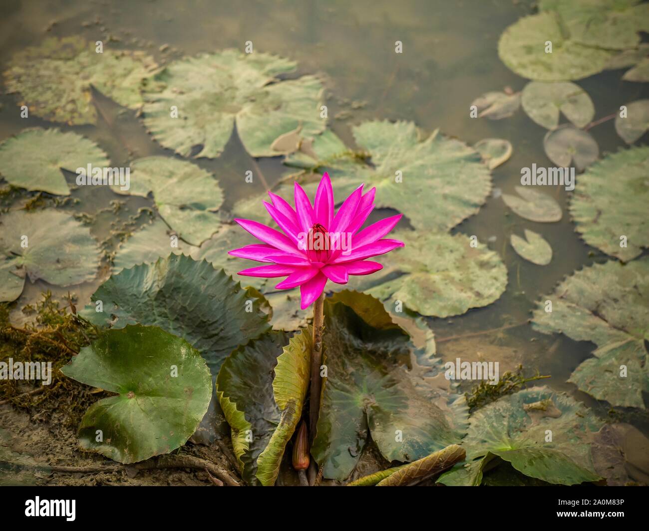 A single dark pink water lily (Latin - Nymphaea) blooming in a pond in the Angkor Wat temple complex in Cambodia. Stock Photo
