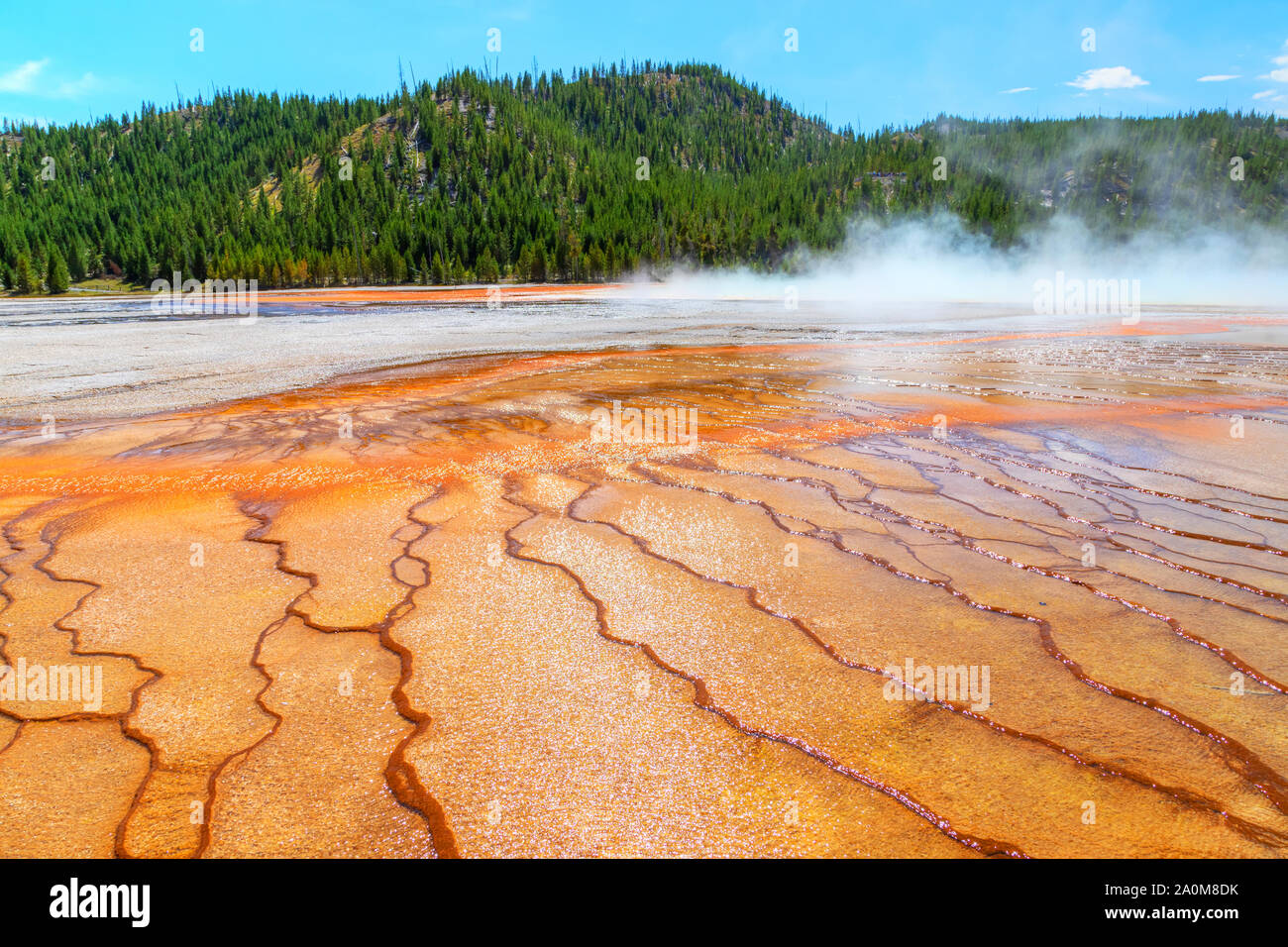 Steam rises from the Grand Prismatic Spring in Yellowstone National Park. It is the largest hot spring at Yellowstone National Park with up to 330 fee Stock Photo