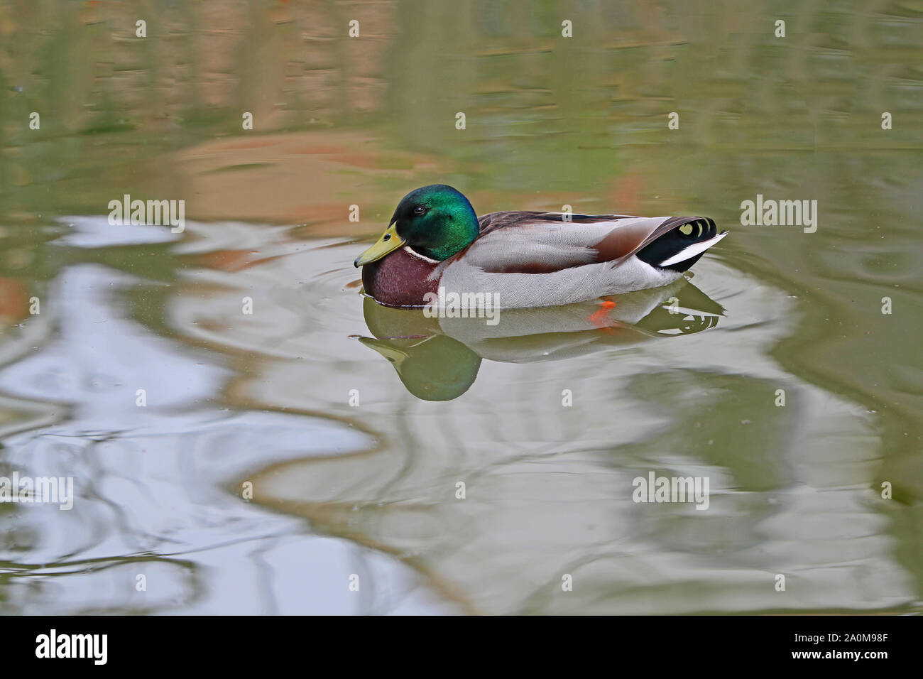 male mallard or duck or drake close up Latin name Anas platyrhynchos swimming on a river in Oxford England Stock Photo