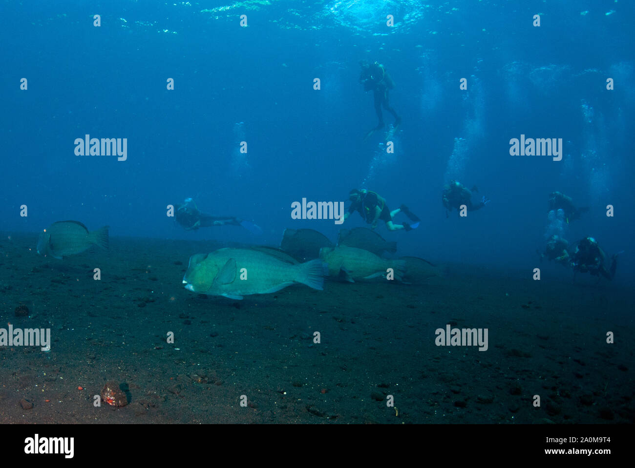 Bumphead Parrotfish, Bulbometopon muricatum, school being followied by divers, Liberty Wreck dive site, Tulamben, Karangasem, Bali, Indonesia Stock Photo