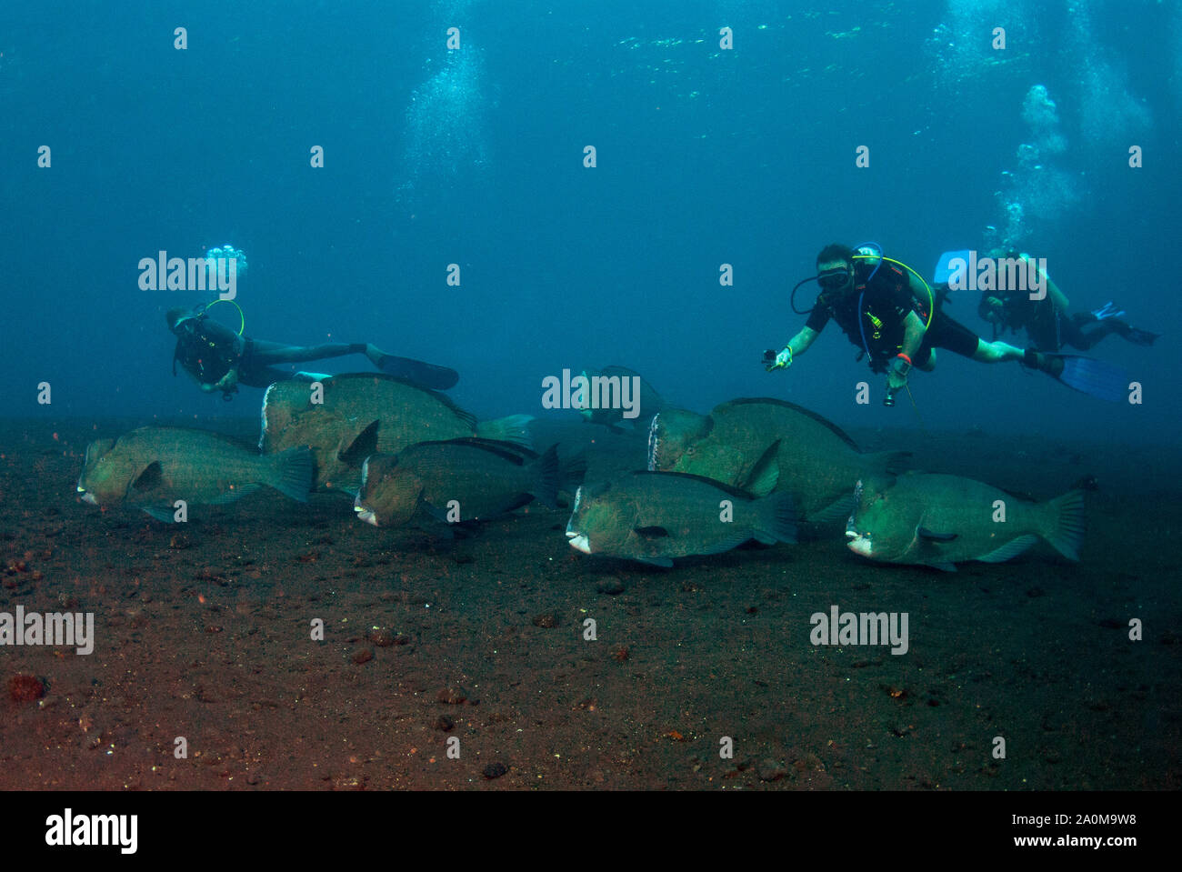 Bumphead Parrotfish, Bulbometopon muricatum, school being followied by divers, Liberty Wreck dive site, Tulamben, Karangasem, Bali, Indonesia Stock Photo