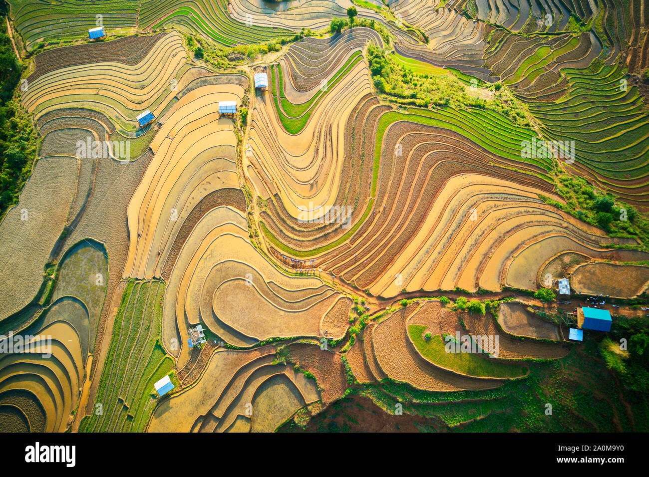 Aerial image of rice terraces in Mu Cang Chai, Vietnam in watering ...