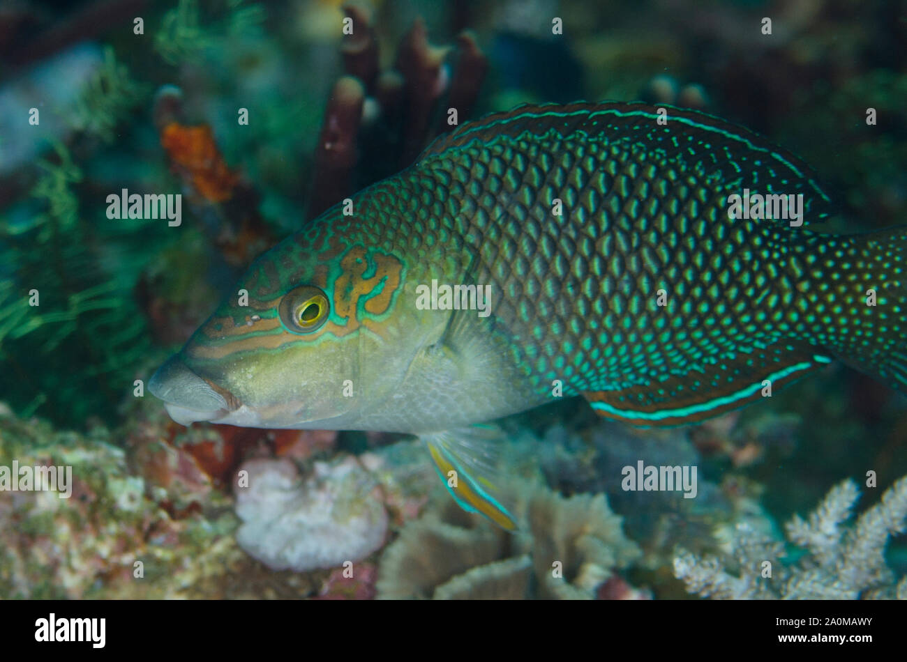 Male Geographic Wrasse, Anampses geographicus, Sebayor Point dive site, between Komodo and Flores Islands, Komodo National Park, Lesser Sunda Islands Stock Photo