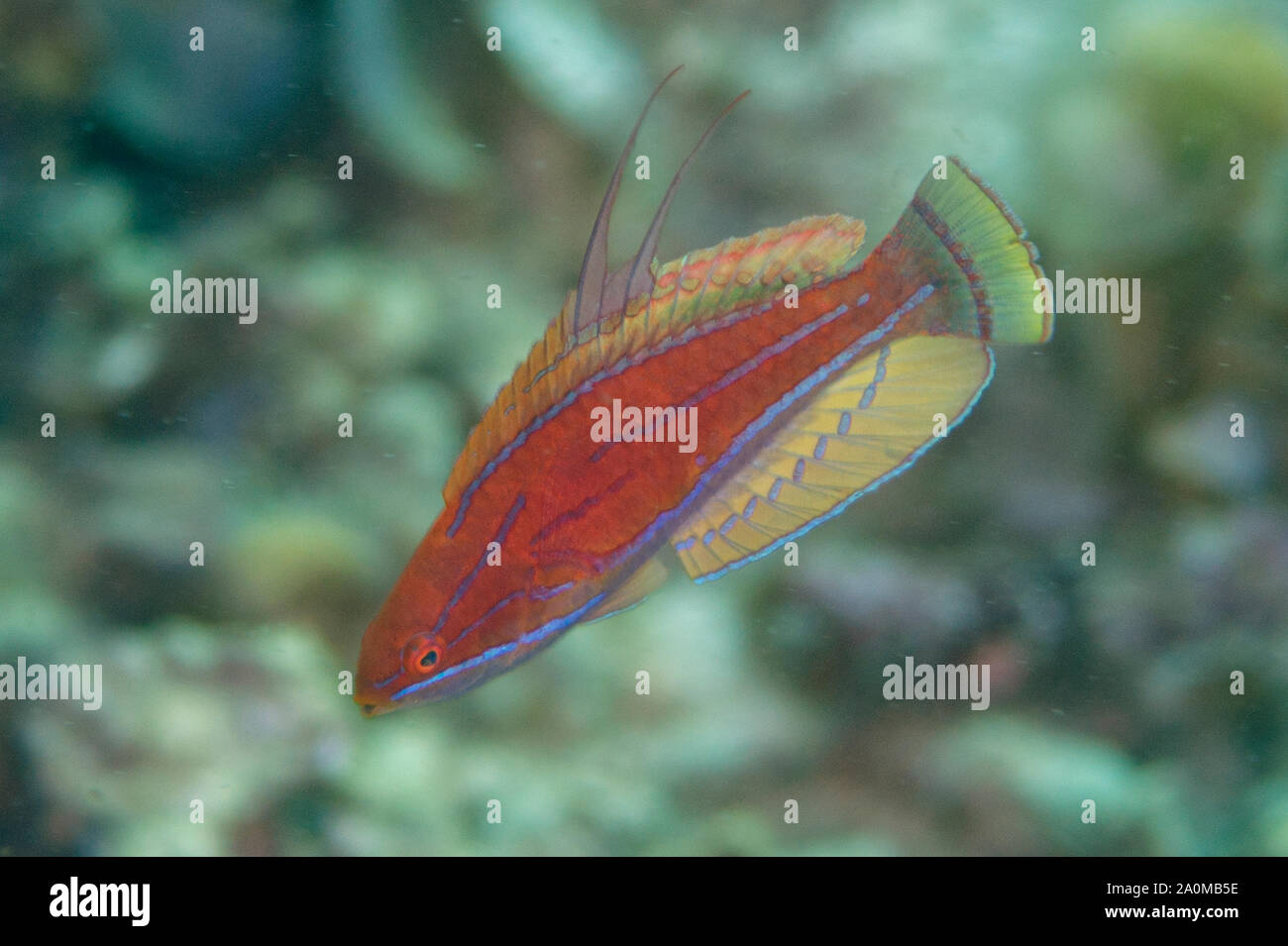 Marine Carpenters High Resolution Stock Photography and Images Alamy