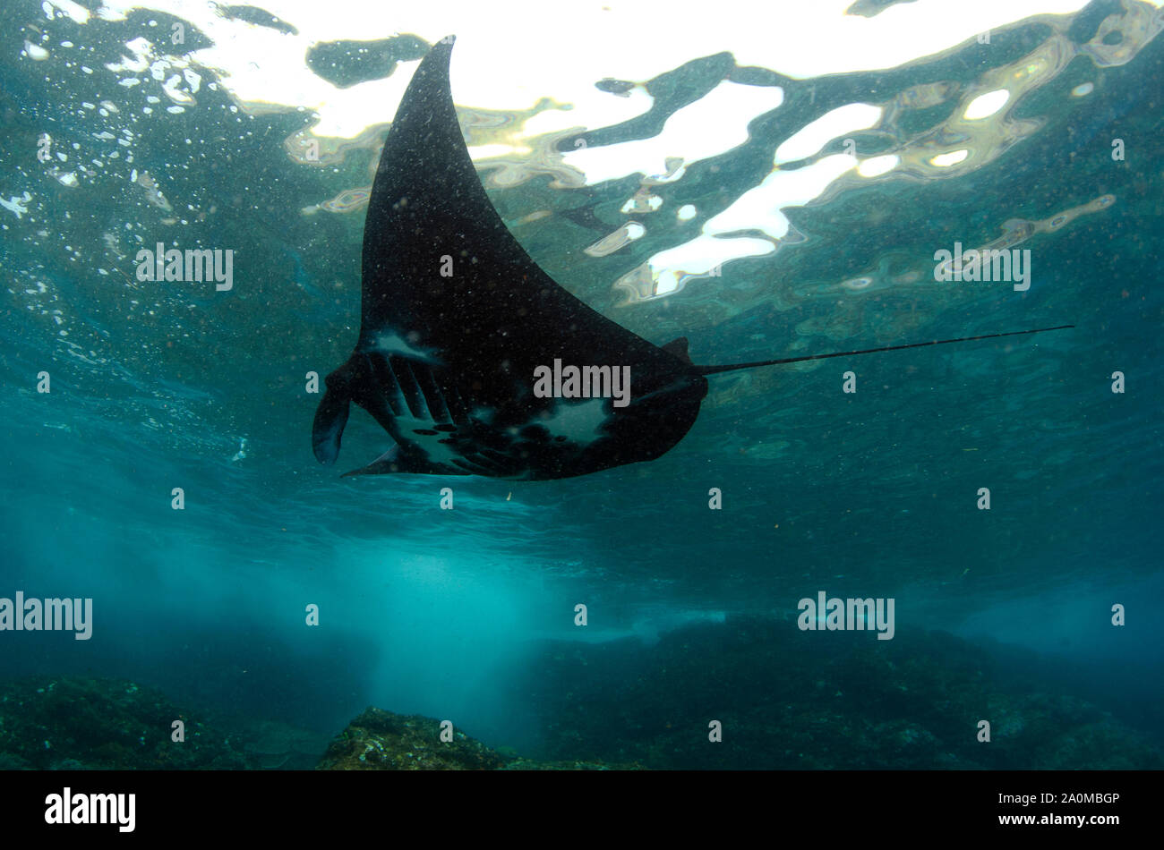 Reef Manta Ray, Manta alfredi, Vulnerable, by island with crashing waves, Manta Alley dive site, Padar Island, Komodo National Park Stock Photo