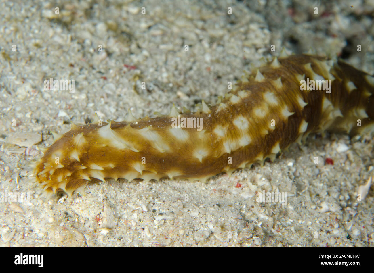 Tigertail Sea Cucumber, Holothuria hilla, on sand, Pink Beach dive site, Padar Island, Komodo National Park, Lesser Sunda Islands, Indonesia Stock Photo