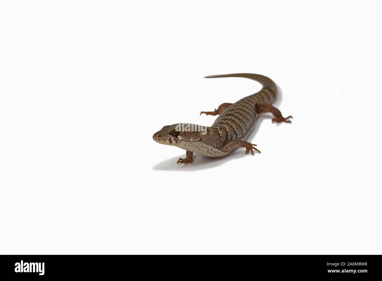 Madrean Alligator Lizard (Elgaria kingii) Stock Photo