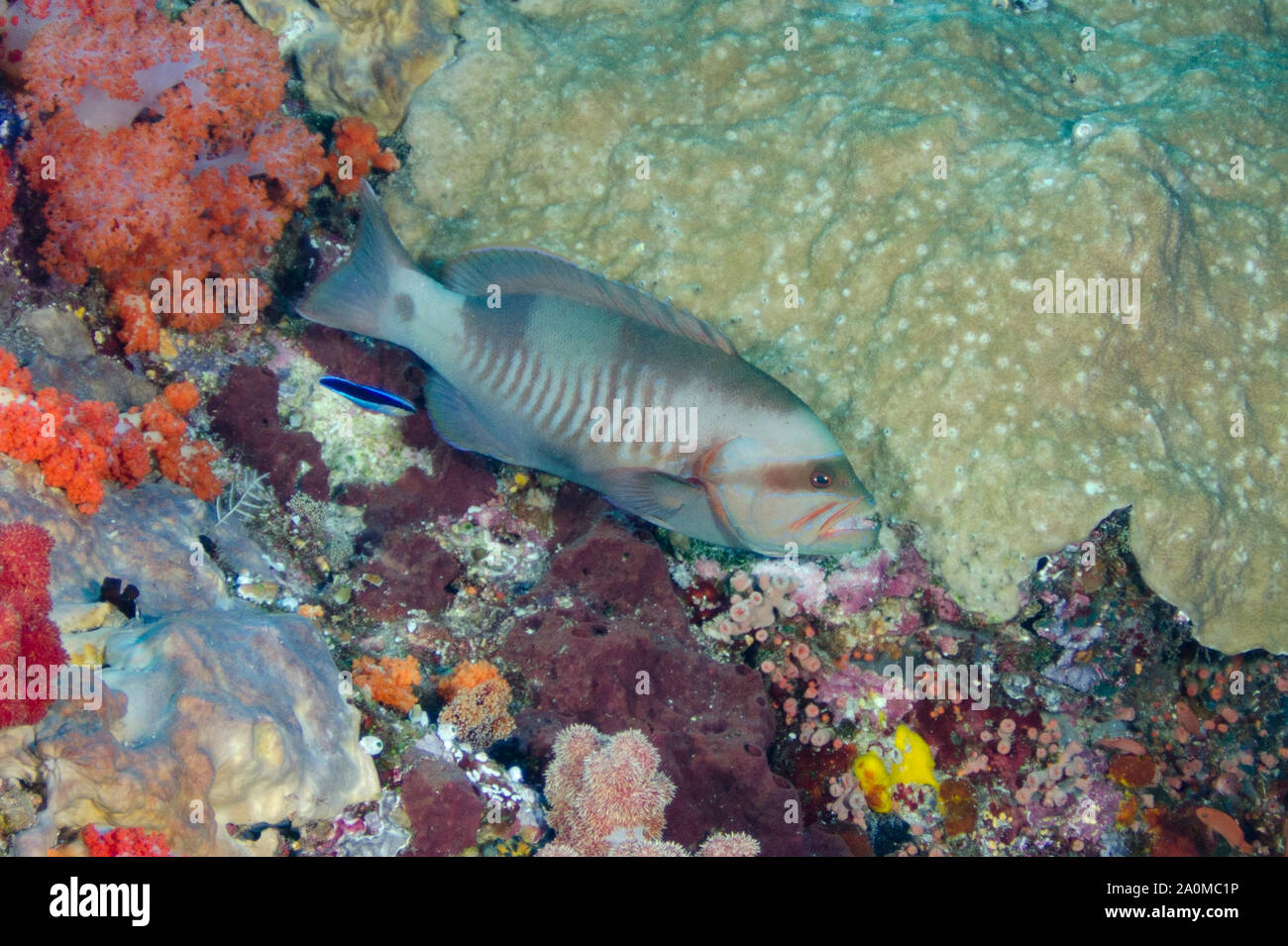 Masked Grouper, Gracila albomarginata, being cleaned by Bluestreak Cleaner Wrasse, Labroides dimidiatus, by coral, Crystal Rock dive site Stock Photo
