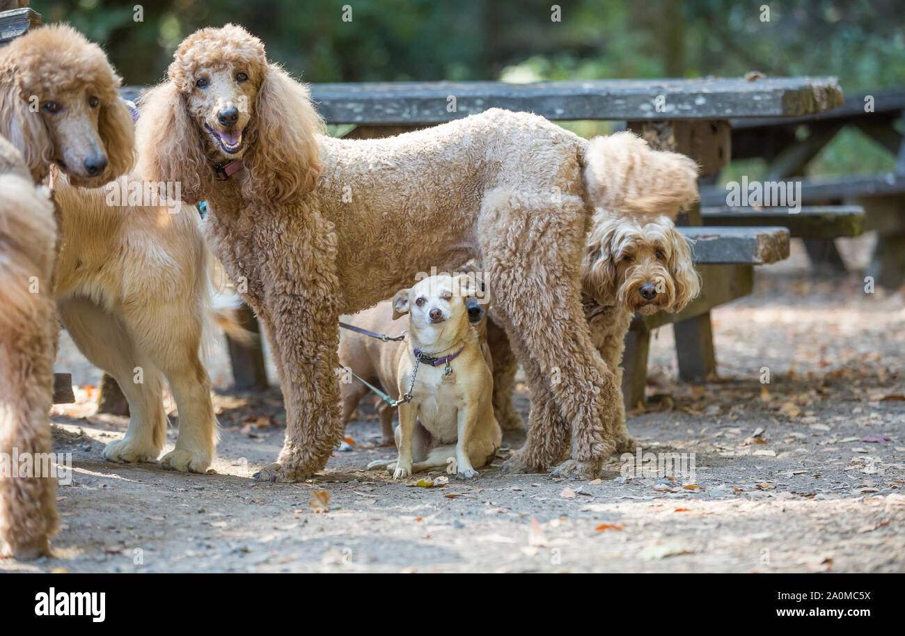 Poodles, Chihuahua, and mixed-breed dog on leash in park. Stock Photo