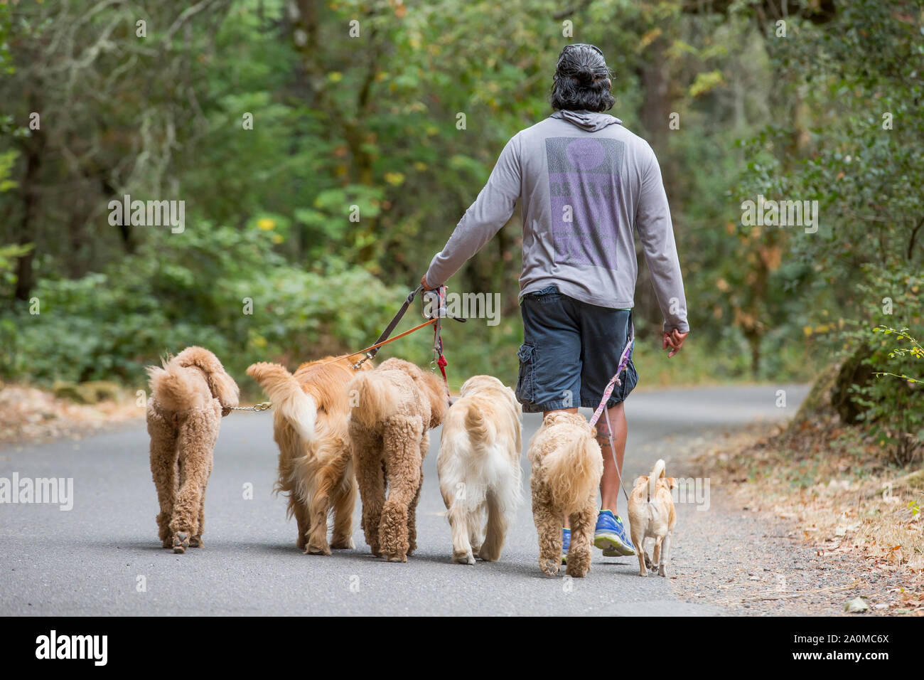 Professional dog trainer and walker Juan Carlos Zuniga walking poodles, Golden Retrievers, and Chihuahua in a park (seen from behind). Stock Photo