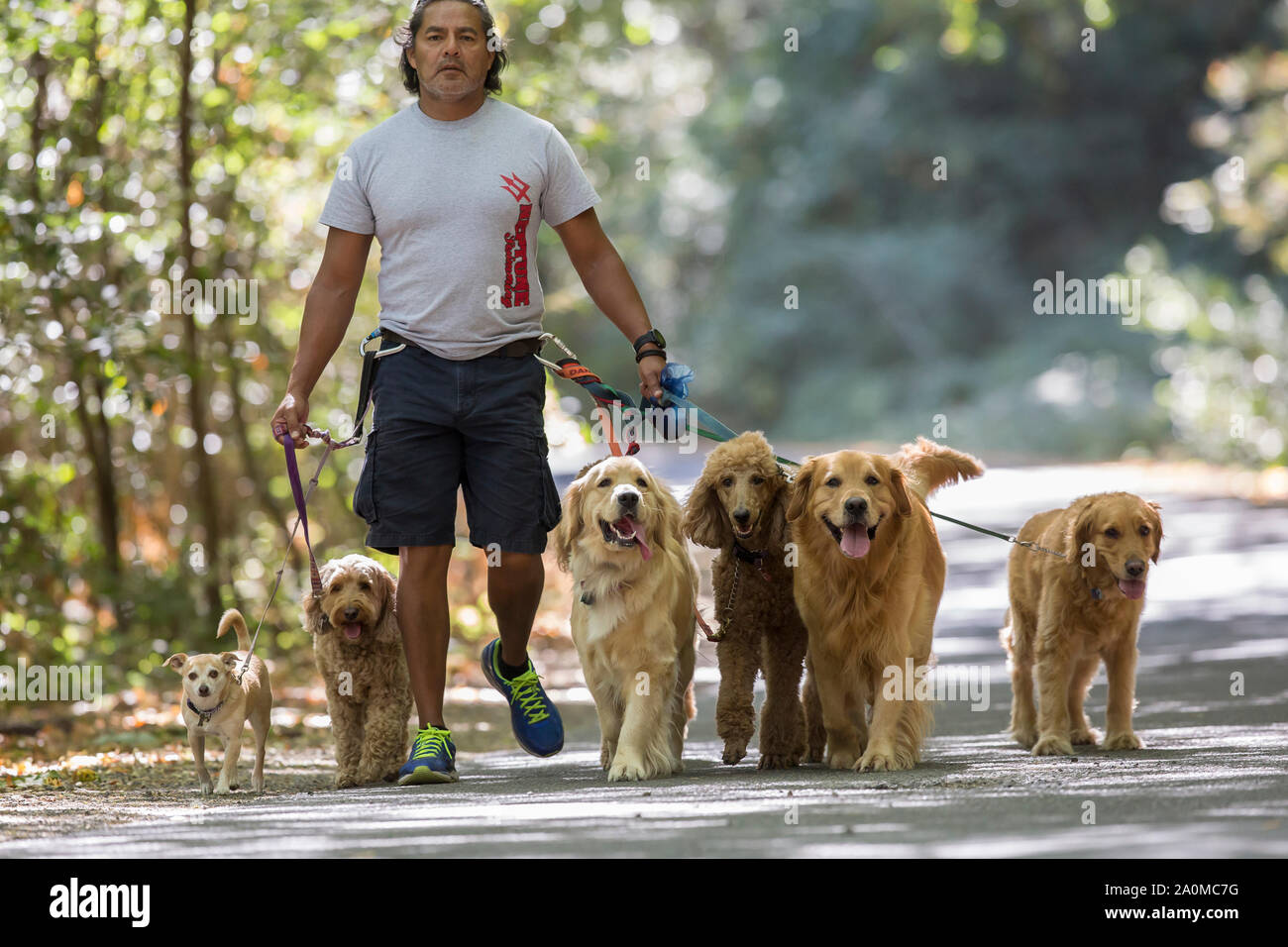 Professional dog trainer and walker Juan Carlos Zuniga with canine 'clients' on Channel Drive, Trione-Annadel State Park, Santa Rosa, CA Stock Photo