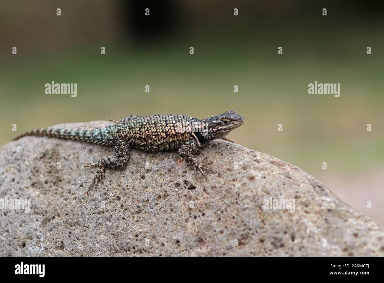 Yarrow's spiny lizard hi-res stock photography and images - Alamy