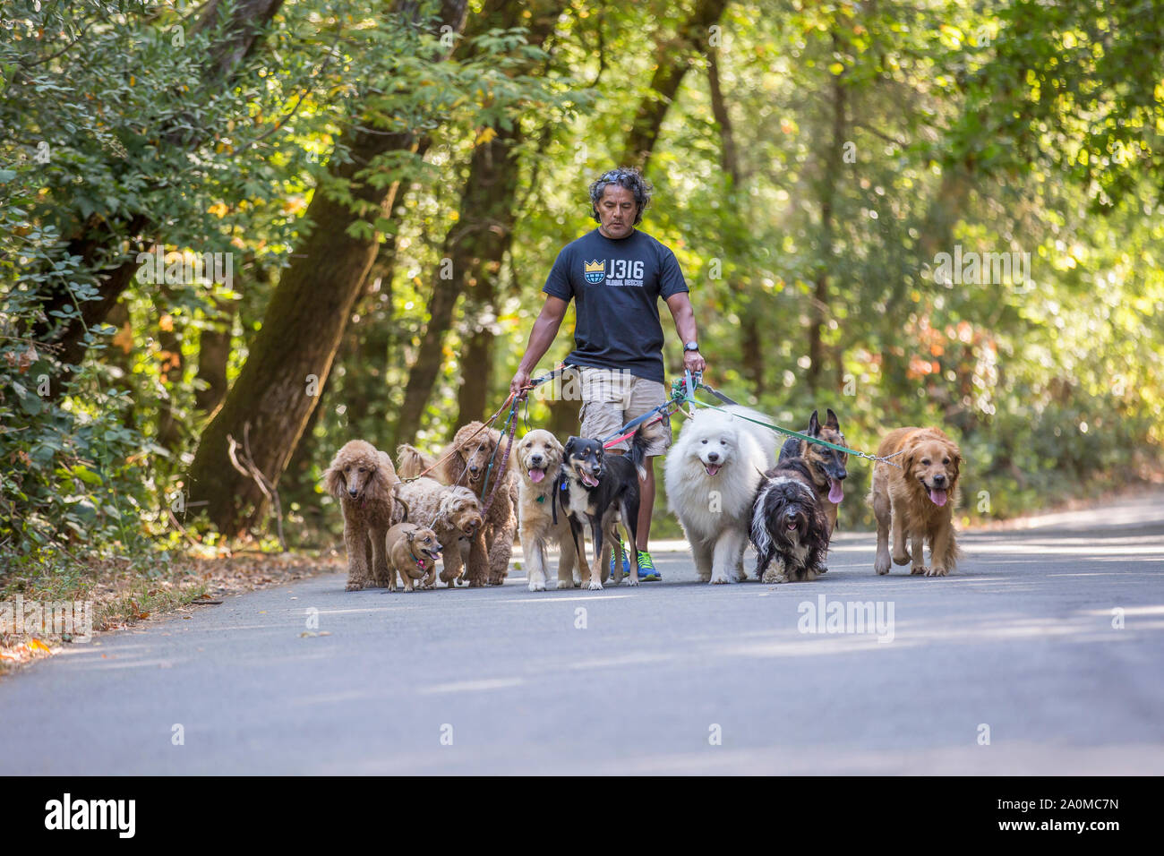 Professional dog walker and trainer Juan Carlos Zuniga taking dogs of various breeds for a walk in a park. Stock Photo