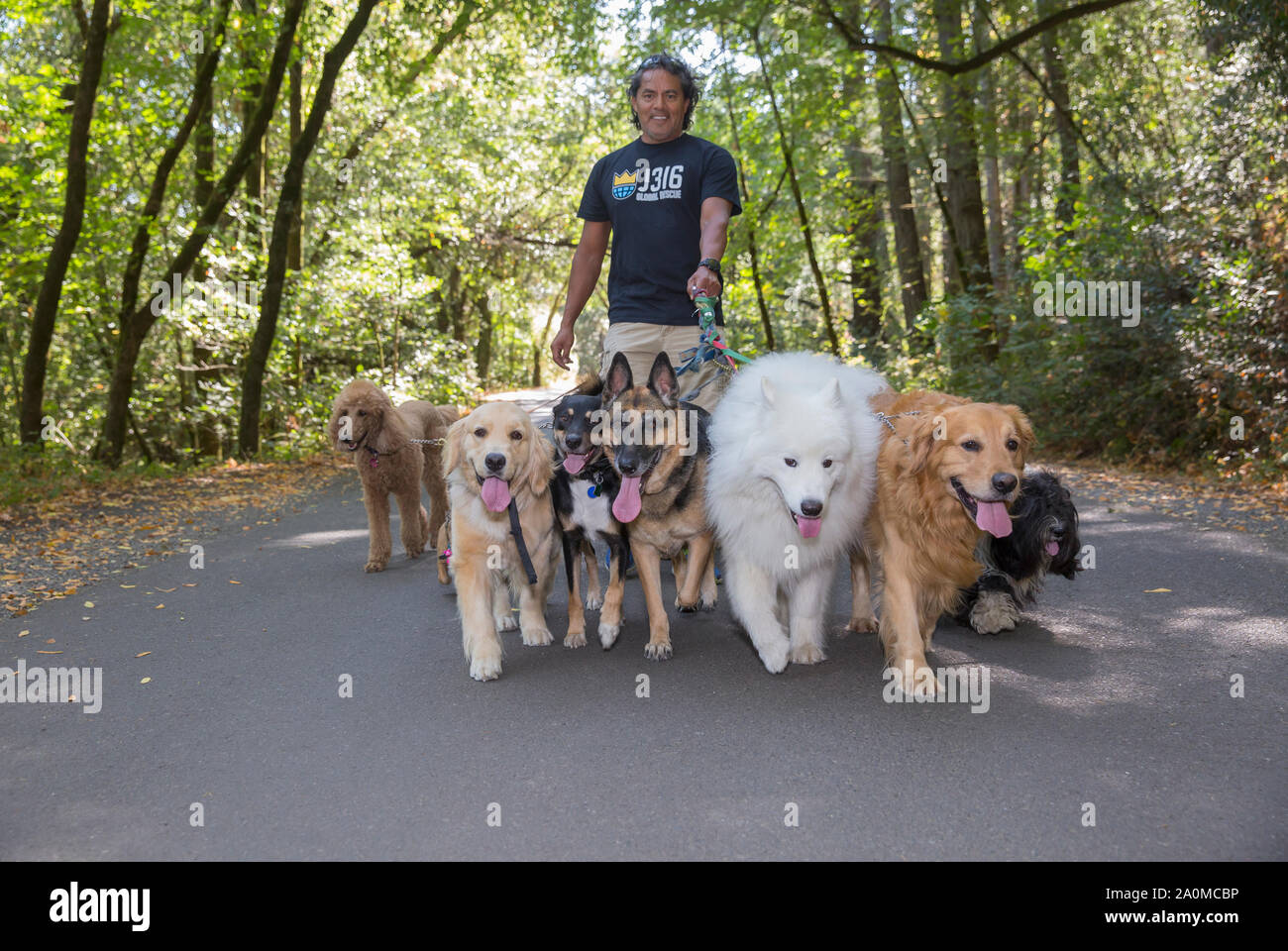 Professional dog walker and trainer Juan Carlos Zuniga taking several different breeds of dogs for a walk in a park. Stock Photo