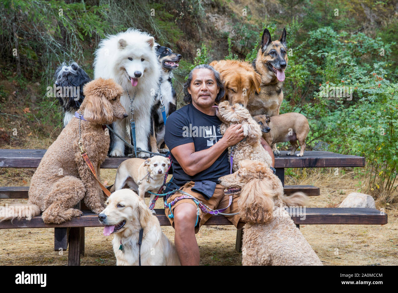 During a break, professional dog walker and trainer Juan Carlos Zuniga surrounded by dogs on a park bench. Stock Photo