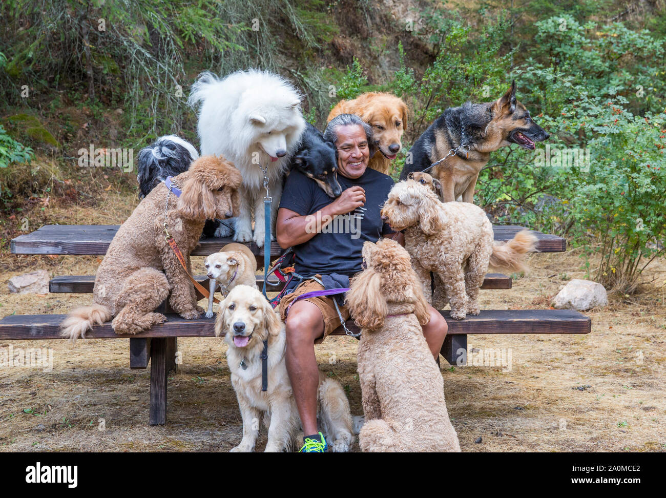 Professional dog walker and trainer Juan Carlos Zuniga surrounded by canine 'clients' on a park bench while taking a break from walking. Stock Photo