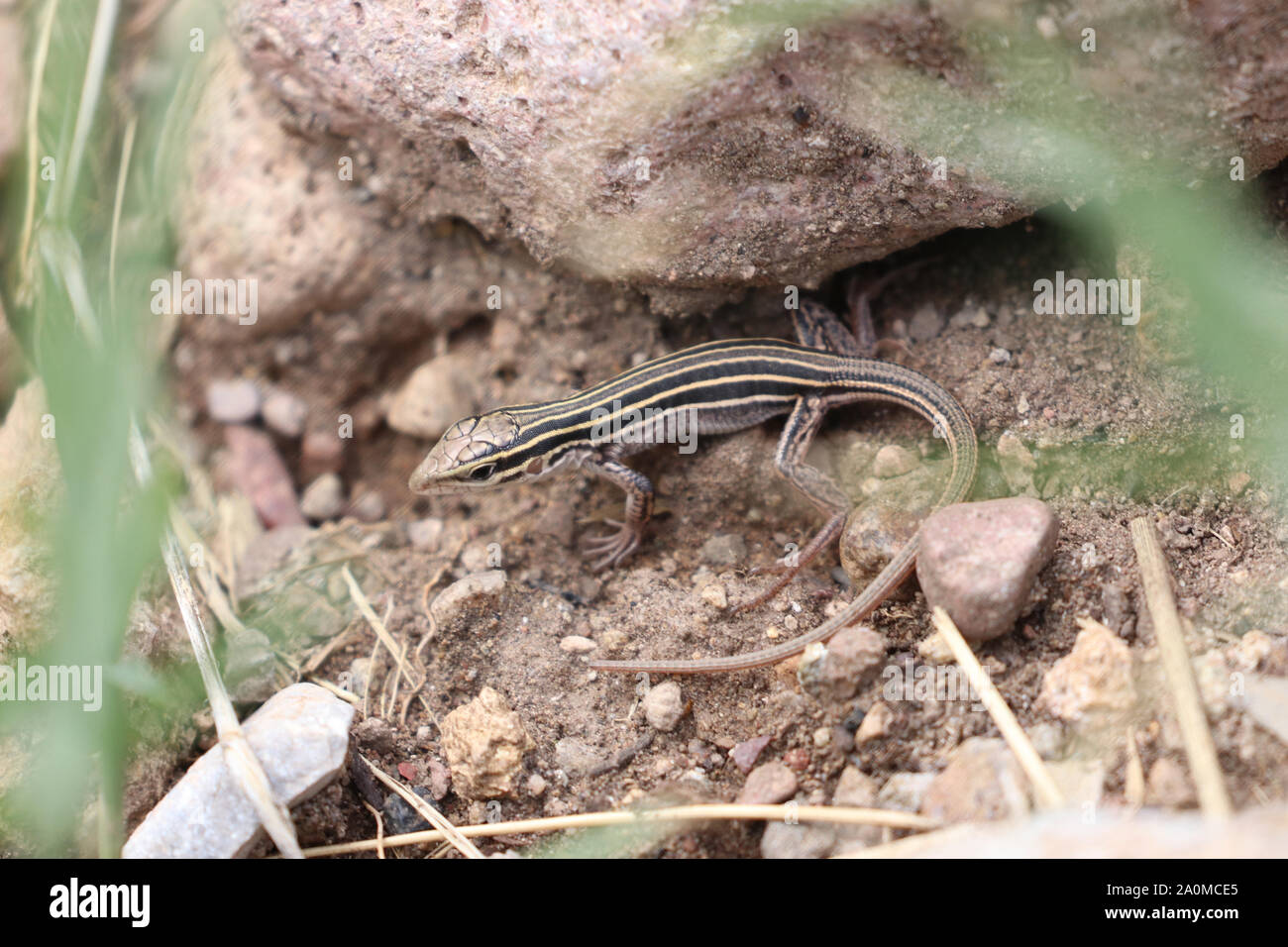 Desert Grassland Whiptail Lizard (Aspidoscelis uniparens) Stock Photo