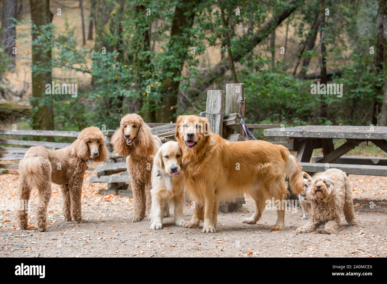 Poodles, Golden Retrievers, and mixed-breed dog on leash in park waiting for dog walker. Stock Photo