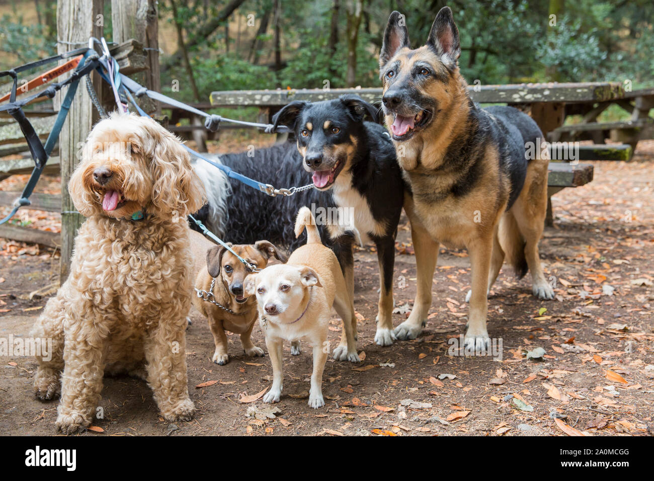 Dogs on leash waiting eagerly for their handler. Stock Photo