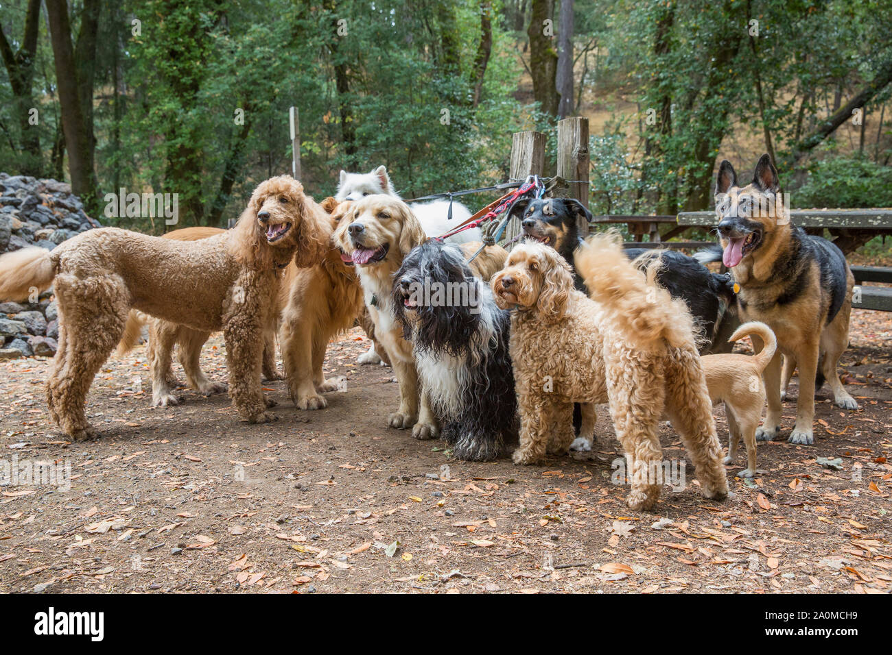 Leashed dogs looking eagerly at professional dog walker. Stock Photo