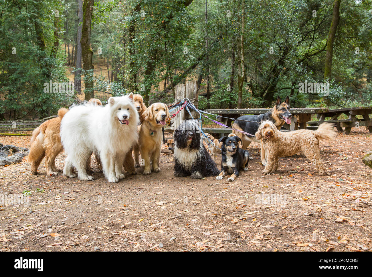 Leashed dogs in a park looking eagerly at professional dog walker. Stock Photo