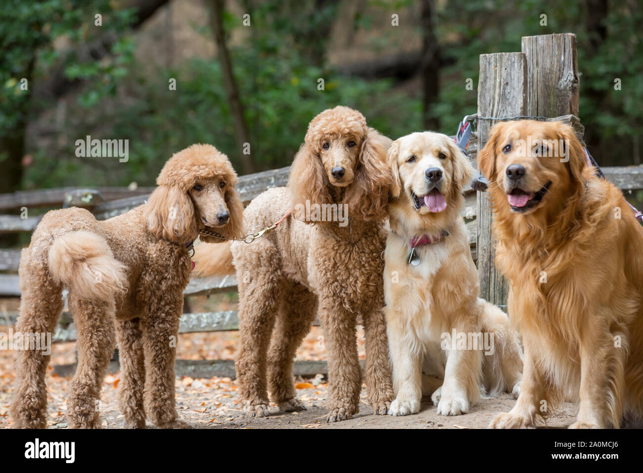 Poodles and Golden Retrievers on leash in park. Stock Photo