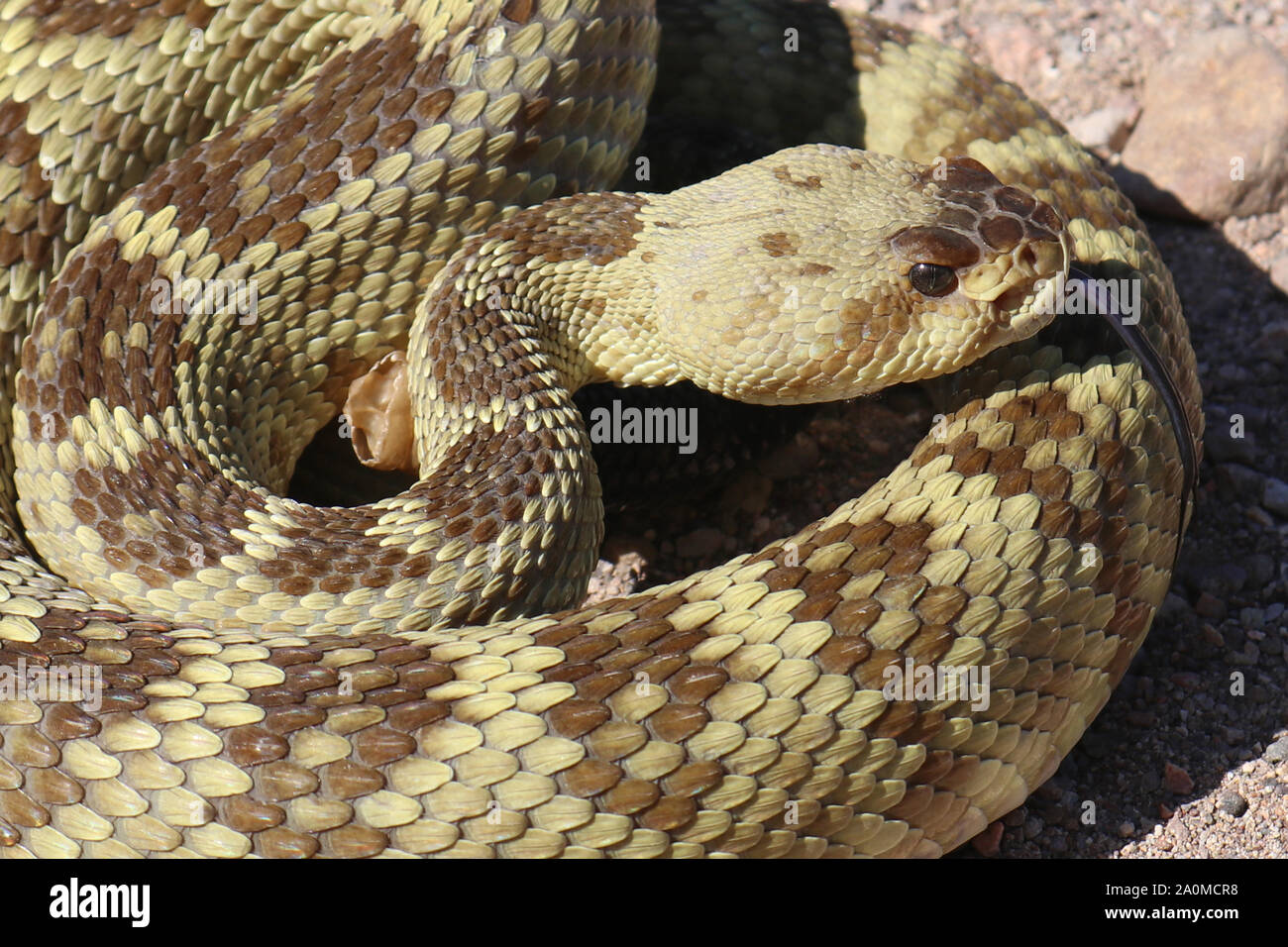 Arizona Black-tailed Rattlesnake (Crotalus molossus) Stock Photo