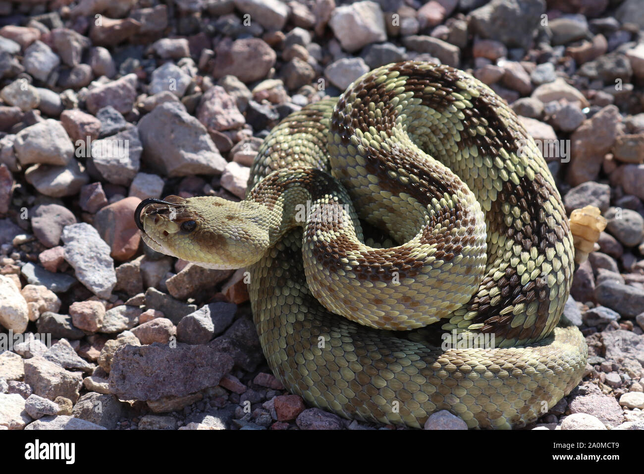 Arizona Black-tailed Rattlesnake (Crotalus molossus) Stock Photo